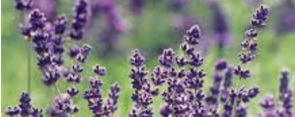 Studio WISE…a mosaic of literacy, history, and creativity